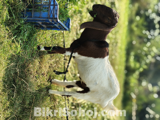 তোতাপুরী করস দুই মাসের গাভীন ১০০% কোয়ালিটি ফুল